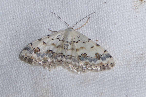 Scopula (Scopula) honestata